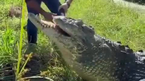 This is a greedy crocodile.