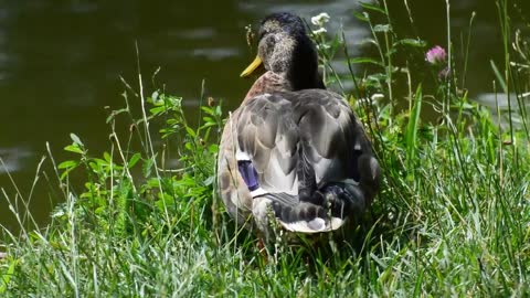 Duck - Behavior of animals