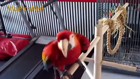 Funny Parrot - A Cute Funny Parrots Talking Videos Compilation ||NEW HD