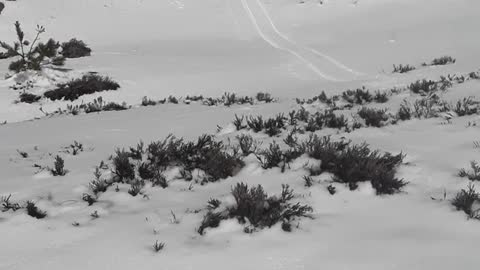 Man attempts to ski in sand dune fail