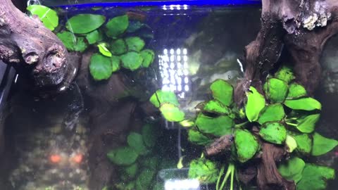 SMALL PLATED AQUARIUM TANK