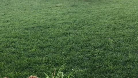 Brown dog steals blue frisbee from tan dog playing catch