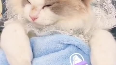 So lovely cute cat fighting short video