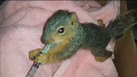 Watch This Very Impatient & Hungry Baby Squirrel!