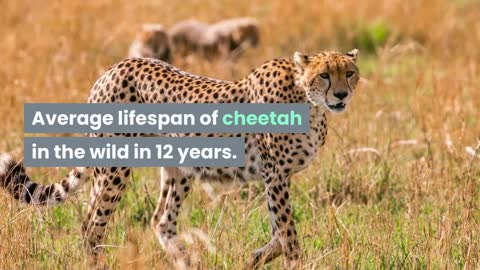 Fascinating facts about the cheetah