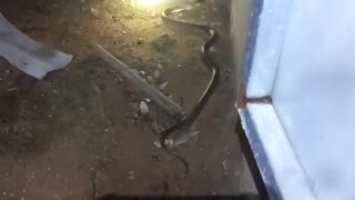 Cobra crawls out into the garden to hunt at night