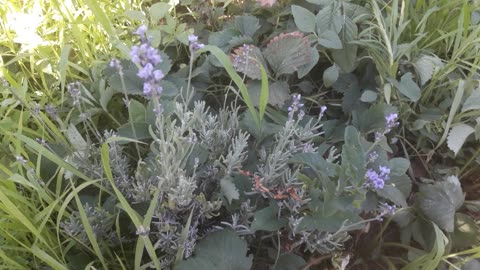 Lavender grew in strawberries