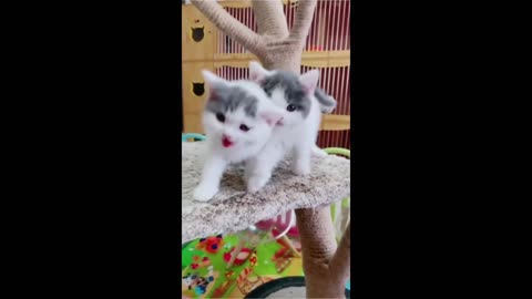 Adorable Kitten Cuteness The Sweetest Baby Cat Moments