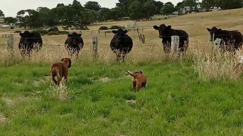 Rhodesian Ridgeback Calmly Introduces Pup To 'His' Cows