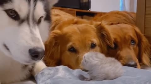 Golden Retrievers And Husky Meeting Their Best Friends Newborn kitten