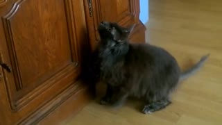 Funny cat produces strange sounds while hunting