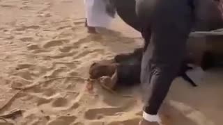 ATTEMPTED MURDER OF A CAMEL IN SAUDI ARABIA