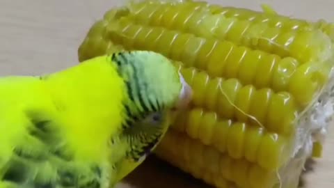 Love bird eats corn in the morning 3