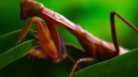 lizard vs mantis life computation