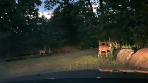 NW NC Drive from town to the Treehouse 🌳 Lady and Scamp were waiting for us 🦌 Deer 🦌 Fawn