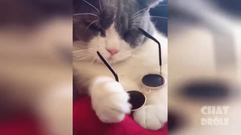 Try Not To Laugh 😹 Laughing Cat Video 😹