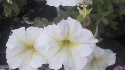 White petunias