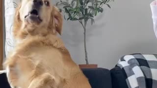 golden retriever is TERRIFIED of party popper