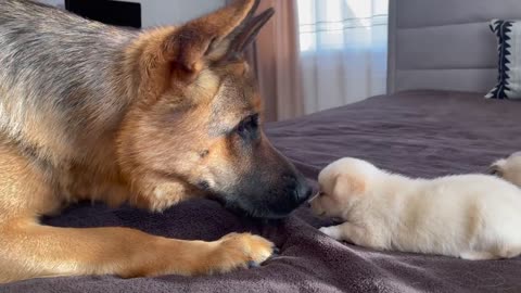 German shepherd Meets puppies for the first time