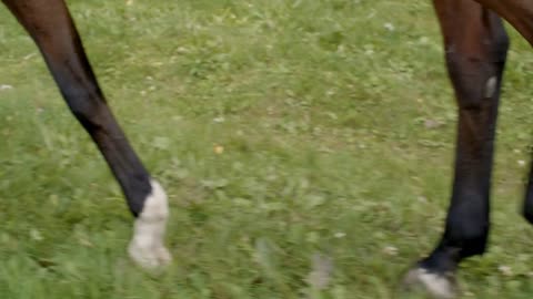 Close-up partial view of horse walking on green meadow