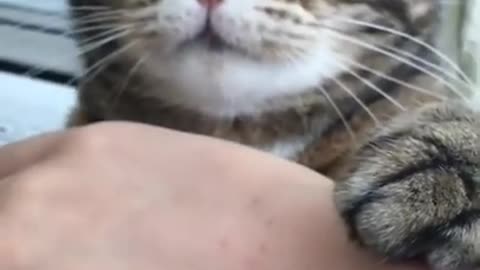Cat Bites and Licks Owner's Hand