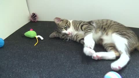 Playing Table Tennis With the Little Cat