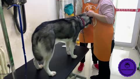 Siberian Husky rescued from a dog meat market in China