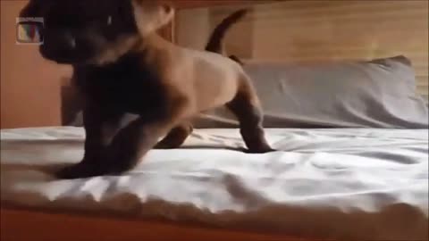 Adorable Puppy Video