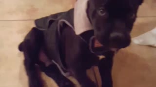 Black puppy doesnt like his new jacket