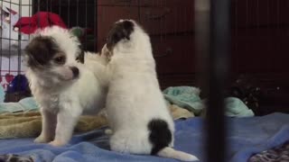 Ultra Fluffy foster puppy siblings rough housing