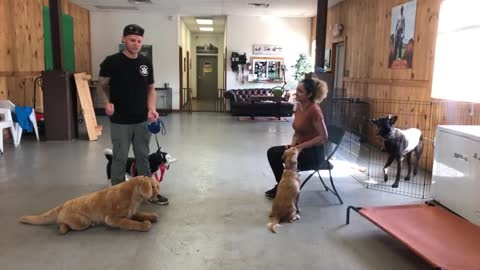 Dog training for leash reactive