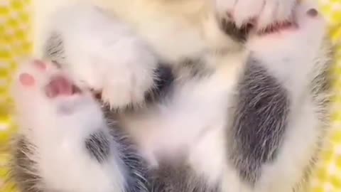 Cute kitten sleeping 🥰🥰🥰