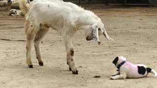 Puppy Butts Heads With Friendly Goat