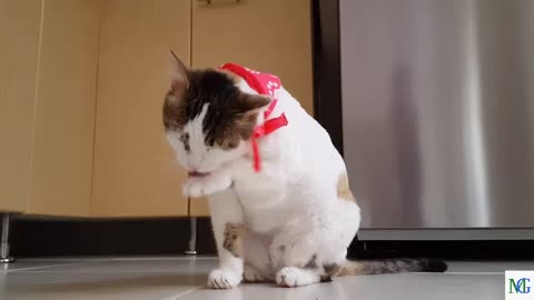 (MG) So Best Funny Cat Videos 2021