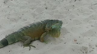 Fred the iguana