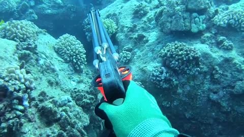 spearfishing for giant grouper in shipwrecks Part -02