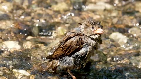 Sparrow bath birds playing in water, nature birds, free birds, Birds, playing with water