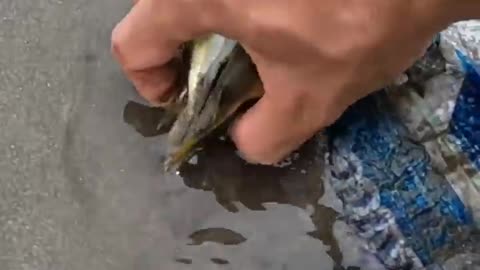 One small act of kindness - Saved Fish Life -- _shorts