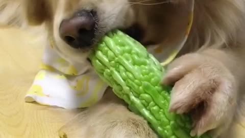 Dogs love the taste of bitter gourd