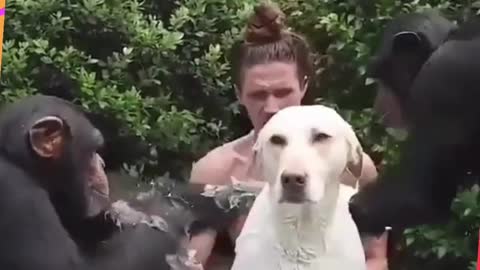 Dog Enjoying Royal Bath