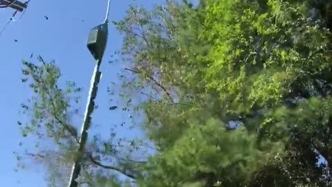 Trees Get Trimmed by Live Power Lines