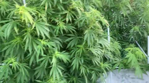 Derekhunterpodcast greenhouse pure Michigan marijuana September 01, 2021