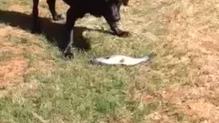 Patient Labrador Goes Fishing For Catfish In A Pond