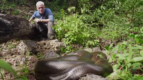 Encountering A MASSIVE Wild Anaconda _ SPECIAL EPISODE _ River Monsters