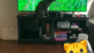Cat attacked tv