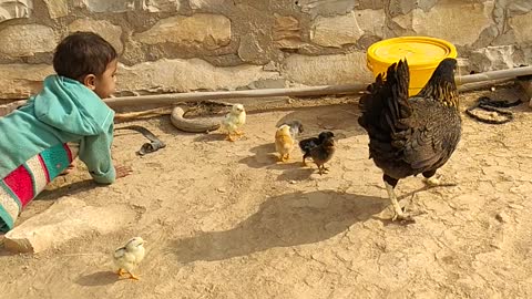 Cute Baby Playing with Chicks. 2022.