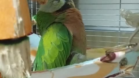 Parrot Nearly "Falls" Asleep