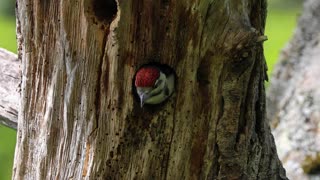 Great Spotted Woodpecker