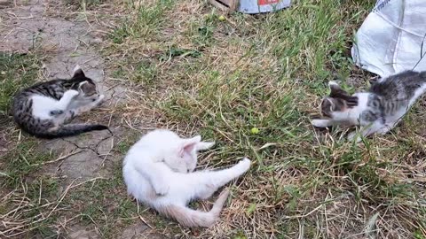 Can't get enough of looking at these cute kittens 🥰 Little kittens are playing.