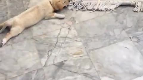 Lazy Puppy Dragged Through Temple